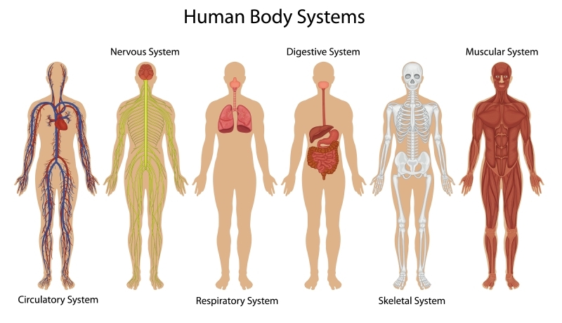 Article , Body , Health , Pain