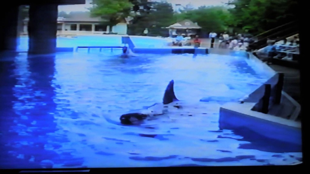 This Footage Captures a Shocking Orca Whale Incident At Sea World - Sun