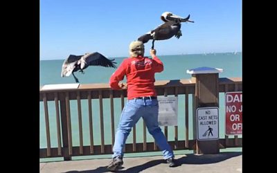 This Man Tried To Grab A Pelican Before It Could Fly Away. The Reason Tore My Heart Up!