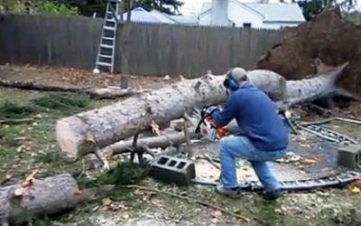 A Huge Storm Took Down This Tree. He Cuts Into It But Seconds Later The Unthinkable Occurs!