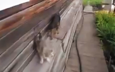 Woman Taught Her Miniature Pinscher To Fetch The Cat. The Results Are Hilarious!