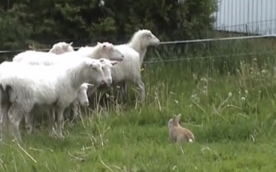 A Sheep and a Bunny Have an Epic Stare Down. The Results Quickly Escalate Into Something Crazy!