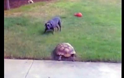 Video: The Fastest Tortoise Ever Chases A Pit Bull. The Dog’s Reaction Is Hysterical!