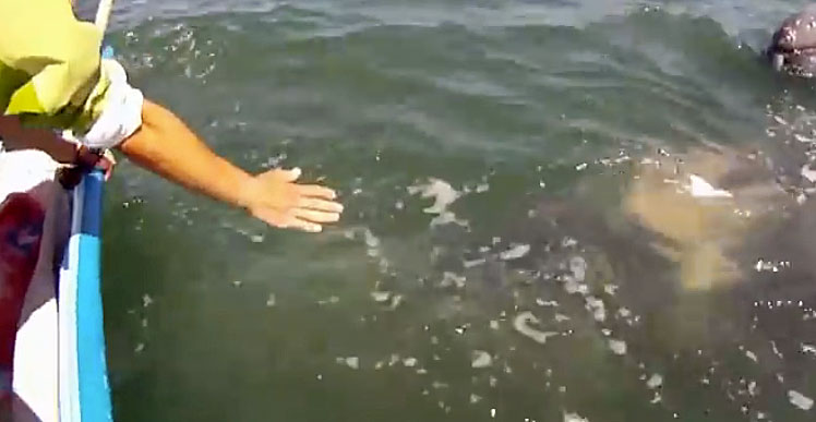 Man Puts His Hands Over The Side Of The Boat Everyone Is Stunned By 