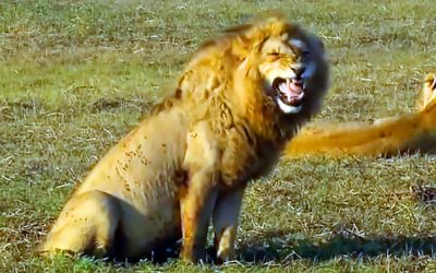 Right When This Lion’s Mouth Opened Something Hysterically Unexpected Happened!