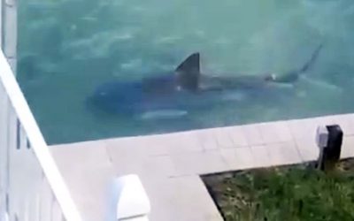 WATCH: Florida Homeowners Were Having Major Issues With People Luring Sharks Into Their Backyard!