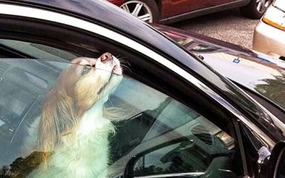 Watch As Cop Makes This Lady Sit In Her Hot Car After She Locks Her Dog In It!