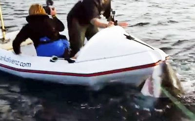 They Were In A Tiny Boat Surrounded By Hungry Great White Sharks. The Result Is Terrifying!