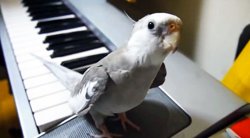 When He Starts Playing Piano The Cockatiel Opens His Beak And Does THIS!