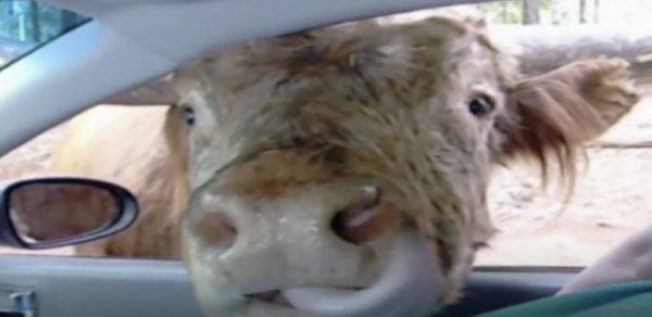 The Humans In This Car Feed This Cow A Pickle. How He Reacts I Can't ...