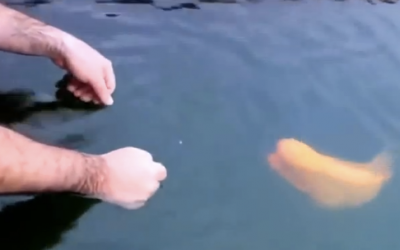 Guy Puts His Hands In The Water To Touch This Fish Then Things Get Very Strange!