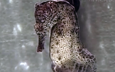 This Male Seahorse Is About To Do The Unthinkable! I Had No Clue They Could Do THIS