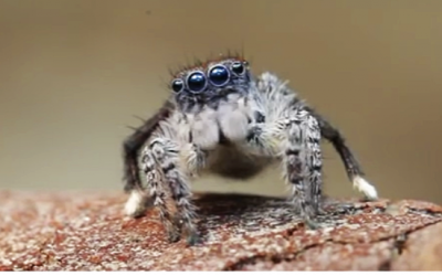 WATCH: At First It Just Looks Like a Creepy Spider. But What It Is Capable Of Is So STRANGE!