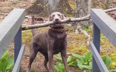 This Pup Finds The Most Perfect Giant Stick Ever But What He Does At The Bridge Is PRICELESS