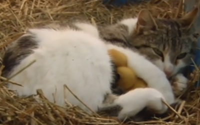 This Cat’s Humans Were Stunned When They Figured What She Had Been Hiding From Them