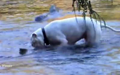 He Released His Two Pit Bulls Into The River. What They Find Made My Jaw Drop!