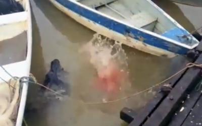 This Guy Drops Food In The River Moments Later Something Terrifying Appears!