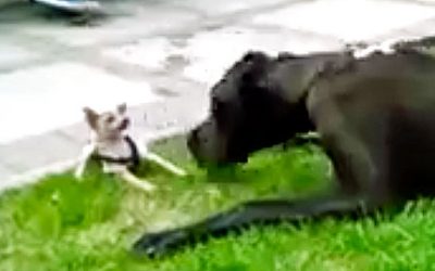 A Great Dane Bumps Into A 12 Week Old Chihuahua. The Chihuahua’s Reaction Is HILARIOUS!