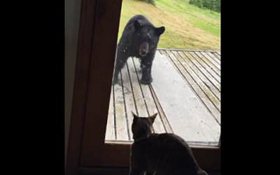 Watch As This Wild Bear and House Cat Meet Face To Face On The Porch