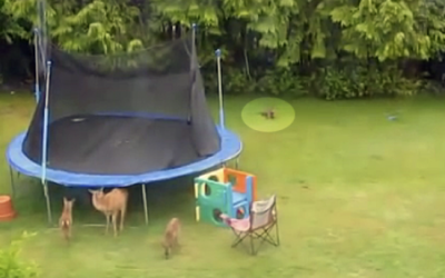 A Deer Family Is Partying In This Human’s Backyard. But Then THIS Unexpected Visitor Shows Up!