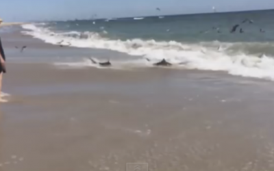 WATCH: They Noticed Something Strange Happening On Shore. When They Got Closer They Freaked Out!