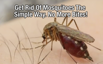 The Easiest Way To Get Rid Of Mosquitoes. This Simple Trick Will Save You This Year!