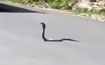 This King Cobra Is Holding Up Traffic. Then An Unexpected Surprise Snatches Him Off The Street!