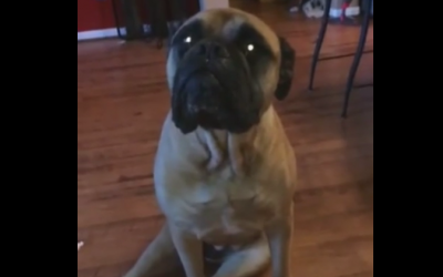 Mom Confronts Big Dog About Who Made The Mess. He Proceeds To Rat On and Point Out The Culprit!