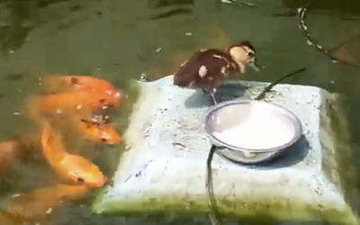 A Bunch Of Fish Approach This Duckling. The Duck’s Unexpected Reaction Is Priceless!