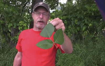 After Watching This Simple Trick You Will Never Get Poison Ivy Again Even After Touching It!