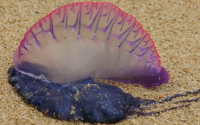 There’s A New Danger At The Beaches This Year. It Looks Stunning But It Could Kill You!