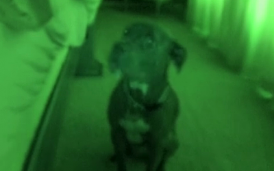 Nobody Believed Him When He Described His Pit Bulls Morning Routine. So He Caught THIS On Camera