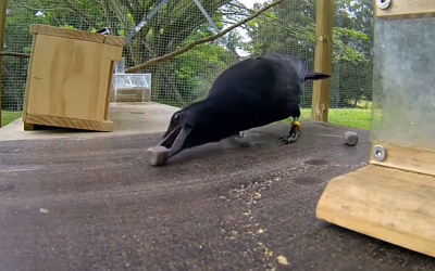 VIDEO: THIS Crow Stares At A Stick 8 Moves Later Every Single Scientist Is Stunned In Disbelief