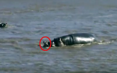 A Helpless Baby Zebra Is Drowning In The River. Now Watch The Hippo’s Unexpected Next Move!