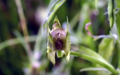 They Walked Past This Strange Plant But What Explodes Out Is UNTHINKABLE!