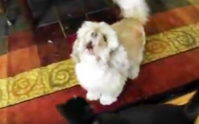 THIS Little Pup May Look Cuddly But The Strange and Bizarre Sound He Makes Is UNTHINKABLE!