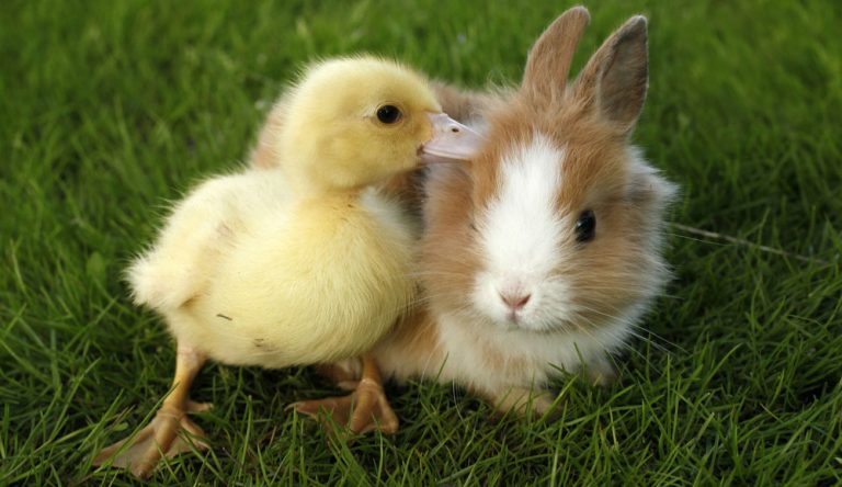 What Do You See First - Rabbit Or Duck? The Answer Will Assess How ...