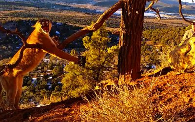 These Men Find A Mountain Lion Stuck In A Trap. Then They Do The UNTHINKABLE!