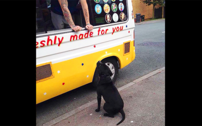 Everyday This Pup Waits For The Ice Cream Truck To Come. What He Does When It Arrives Is Priceless!