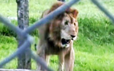 Sad Circus Lion Spent 13 Years Locked in a Tiny Cage. Now Watch When He’s Freed For The First Time.