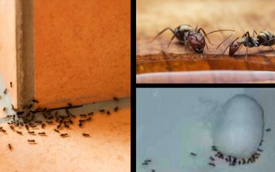 Why Pay The Exterminator a Fortune When You Can Solve Your Ant Issue With THIS 2 Dollar Hack