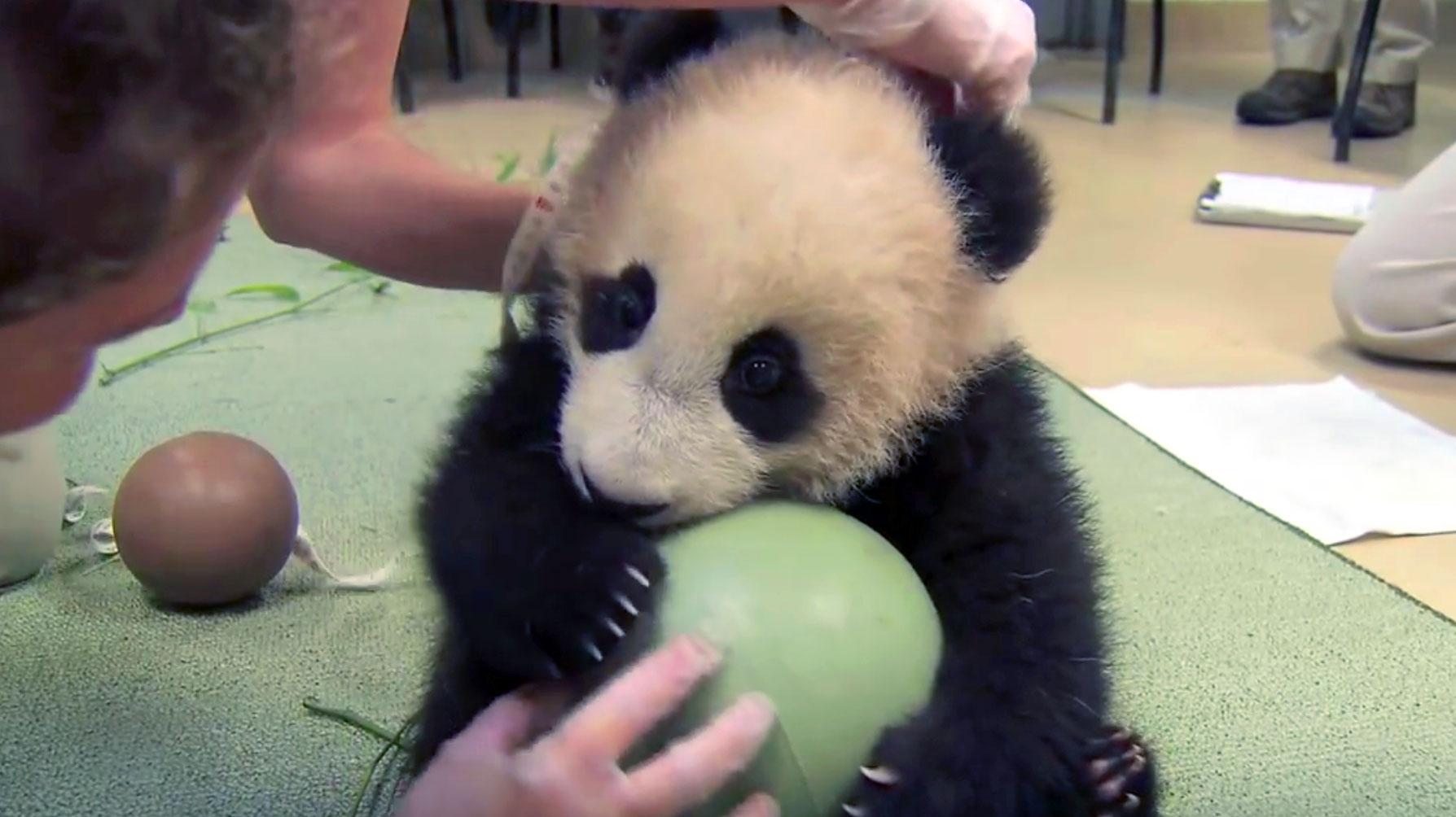 Humans Try To Take Away This Panda's Ball. Now Watch His Adorable Fit 