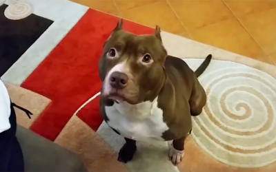 Daddy Asks His Pit Bull To Find His New Baby. The Dogs Next Move Is Priceless!