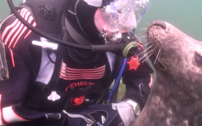 Seal Approaches Diver In The Ocean Looking For A Belly Rub. His Reaction Is Priceless