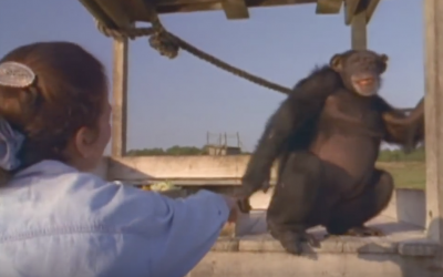 This Woman Was Scared That The Chimp She Raised Wouldn’t Remember Her After 18 Years. Seconds Later WOW!