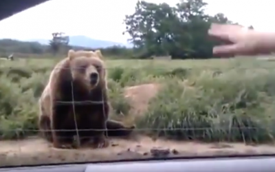 This Lady Waves At A Bear As They Drive By. How It Reacts OMG.