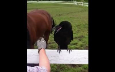 Raven Strangely Squawked At Them For 60 Minutes. Finally They Figured Out He Was Desperate For Help