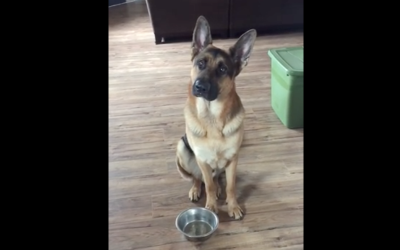 Dog Begs His Human For Some Extra Food. He Proceeds To Throw An Adorable Tantrum.