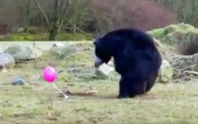 Watch These 3 Awkward Sloth Bears Confront a Strange Pink Balloon and Attempt To Play With It.