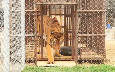 Neglected Circus Tiger Was Put In a Tiny Rusty Cage For 12 Years. Now Watch When He’s Freed.